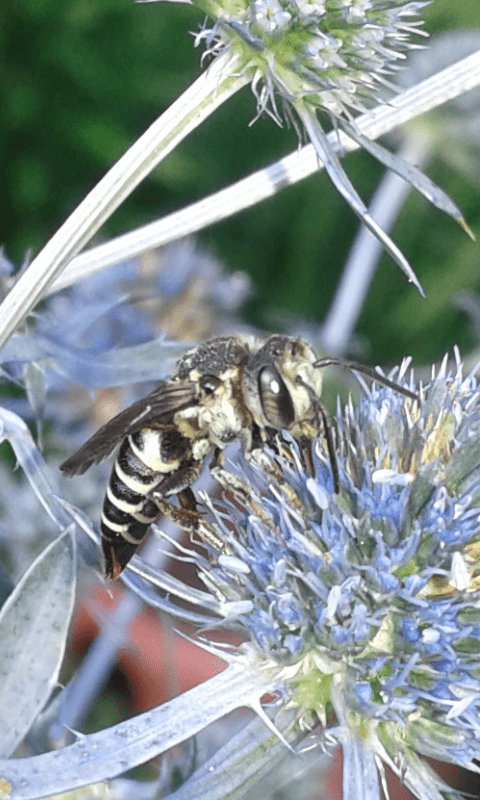 Apidae Megachilinae : Coelioxys sp.